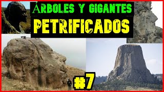 ÁRBOLES PETRIFICADOS LOS GIGANTES DEL SUR Y LA CONEXIÓN CON LA HUMANIDAD DE LA QUINTA GENERACIÓN 7 [upl. by Airdua]