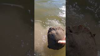 How to catch a Wood turtle [upl. by Nolan]