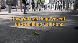 How You Can Help Prevent BirdBuilding Collisions [upl. by Slavic182]