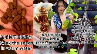 英國種苦瓜涼瓜 種子發芽 🌱 育種育苗催芽 Grow Bitter MelonsGourds from seeds [upl. by Meredithe]