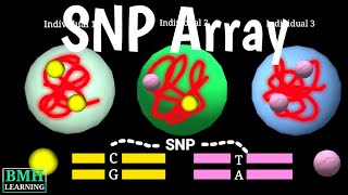 SNP Arrays  SNP Polymorphism Microarray Chip  How SNP Typing Works  DNA Analysis [upl. by Adile33]