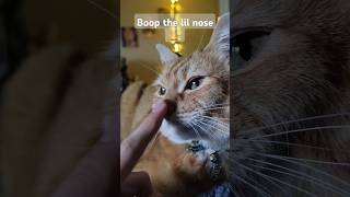 Boop the cat nose [upl. by Shamma423]