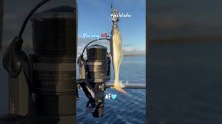 Shorts Boat Fishing in Norway by NAUTIGcom Haddock fishhobo shorts viral [upl. by Rolyat]