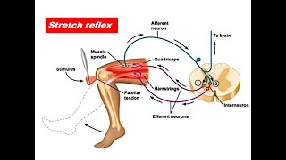 Stretch Reflex [upl. by Barfuss]