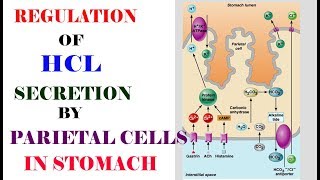 REGULATION of HCL by Parietal cells in stomach very easy [upl. by Georgia126]