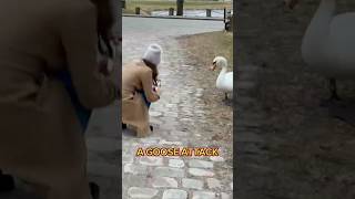 A GOOSE ATTACK goose geese attack attacks bird norway norge funnymoments funnyclips fun [upl. by Eicaj]