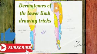 Dermatomes of the lower limb drawing tricks [upl. by Aydan]