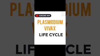 PLASMODIUM VIVAX LIFE CYCLE [upl. by Hulbig]