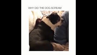 WHY DID THE DOG SCREAM 🐶😂  Funny Puppy Fail Meme [upl. by Bonnes]