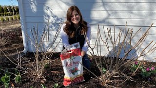 Pruning amp Feeding Tips for Hydrangeas [upl. by Eserehs]