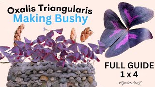 Ultimate oxalis triangularis experiment to make them bushy  butterfly plant hacks GardenArcX EP91 [upl. by Kata166]