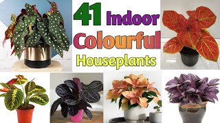 41 Indoor Colourful Houseplants  Indoor Colourful Plants with names  Plant and Planting [upl. by Tshombe]