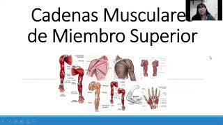 Exposición de las cadenas musculares de Tronco Miembro Superior y Miembro Inferior [upl. by Rosmunda230]