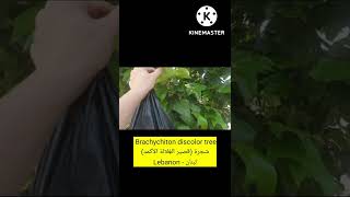 Brachychiton discolor tree شجرةقصير الغِلالة الأكمدبراكيكيتون الفيديو الكامل على القناة زرّيعة [upl. by Etteve]