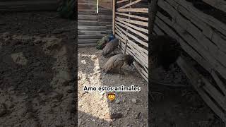 Pavo reales laguna altamira 🤠 [upl. by Standing688]