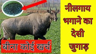 नीलगाय भगाने का देसी जुगाड़।। Nilgai bhagane ka desi jugad by Kisan leader champ [upl. by Eillac]