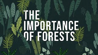 The Importance of Forests  How to protect Forests [upl. by Rendrag]