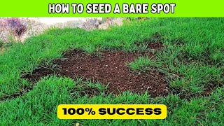 Seed amp Repair BARE SPOTS In The Lawn How To NEVER FAIL [upl. by Hamish]