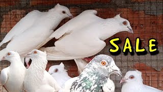 TAPAN SAHA BLOOD LINE PIGEON FOR SALE [upl. by Anitsua]