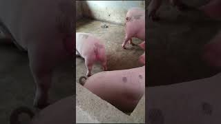 Pigs animals are eating feed in farm show pig pigeon piggy Pigs pigment PigsOfInstagram funny [upl. by Aros]