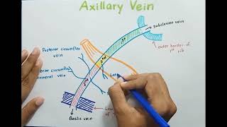 Axillary Vein  Anatomy [upl. by Davies]