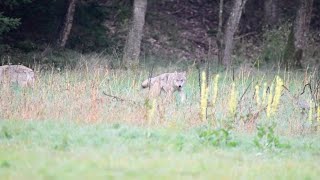 🐺 roedel wolven speelt op het veld veluwe [upl. by Nosduj]