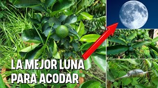 ACODO AÉREOÁrboles enanos en esta LUNA tienes 💯  de exito [upl. by Verbenia]