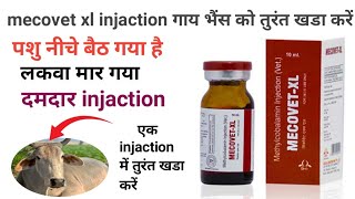 vet injaction  mecovet xl injaction veterinary uses hindi mecovet xl injaction prize veterinarian [upl. by Anivad]