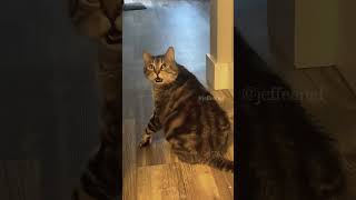 The end cat mycatchannel funny petschannel yourcat pets catchannel yourpet funnycats [upl. by Cam]