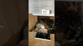 Albino red eyes viralvideo birds naveedsheikh lovebirds youtubeshorts parrot [upl. by Eeliram]