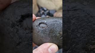 SPOT THE DACTYLIOCERAS ammonite fossil on this jurassic beach Whitby [upl. by Atikin221]