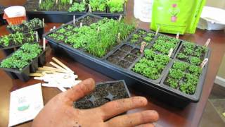 MFG 2016 Planting Chives a Perennial Herb Using the OverSeeding Method Start Early [upl. by Lucine]