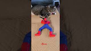 Memes Reaction meme smartcat catviralvideo satisfyingvideo trending [upl. by Kilgore]