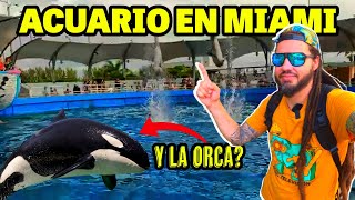 MIAMI SEAQUARIUM realmente VALE LA PENA [upl. by Eitirahc763]