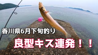 香川県釣り6月下旬 良型キス連発！！ [upl. by Onailerua758]