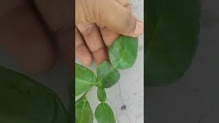 Buy Kaffir Lime leaves in India shorts [upl. by Dannye]