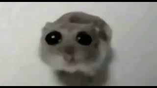 Sad hamster but sped up💔💔💔 [upl. by Yerac]