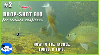 How to Catch Common Sunfishes Pt 2  DropShot Rig [upl. by Remot]