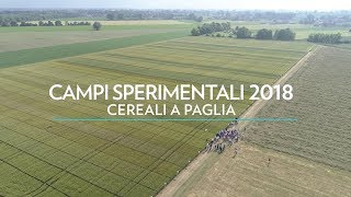 GRANO TENERO DI FORZA GIORGIONE  Campo Sperimentale di Pegognaga MN  2018 [upl. by Merrili]