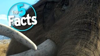 Top 5 Facts about Mammoths [upl. by Sinylg]