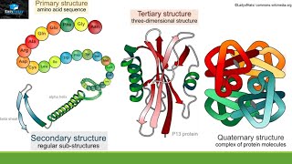 Structure And Function Of Proteins [upl. by Ave795]