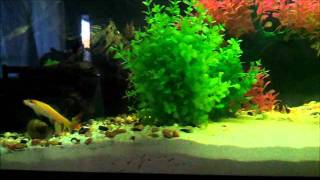 artificial aquascapingwmv [upl. by Pedro]