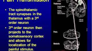 Basic Pain Transmission [upl. by Odab]