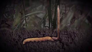 The Life Cycle of Cordyceps｜Modern Agricultural Cultivation and Harvesting of Cordyceps Militaris [upl. by Arvad515]