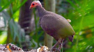 Nicobar megapode Megapodius nicobariensis [upl. by Latoyia]