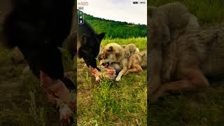 Black Wolf vs Coyotes wolf shorts ytshorts viralshorts [upl. by Handel]