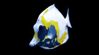 Reefscom All about Koi  Aberrant Scopas Tang [upl. by Dnalrah203]