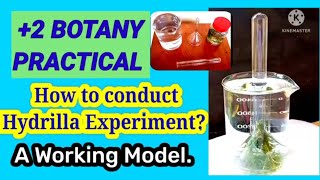 2 Botany Practicals Physiology Experiments Hydrilla Experiment Working Model [upl. by Perpetua]