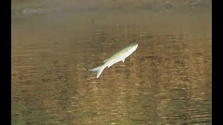 1131018 The flathead grey mullet jumping out of water at Nangong [upl. by Forbes]