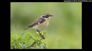 Vogelbestimmung Braunkehlchen Saxicola rubetra [upl. by Sivartal]